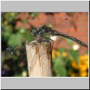 Sympetrum danae - Schwarze Heidelibelle m04.jpg
